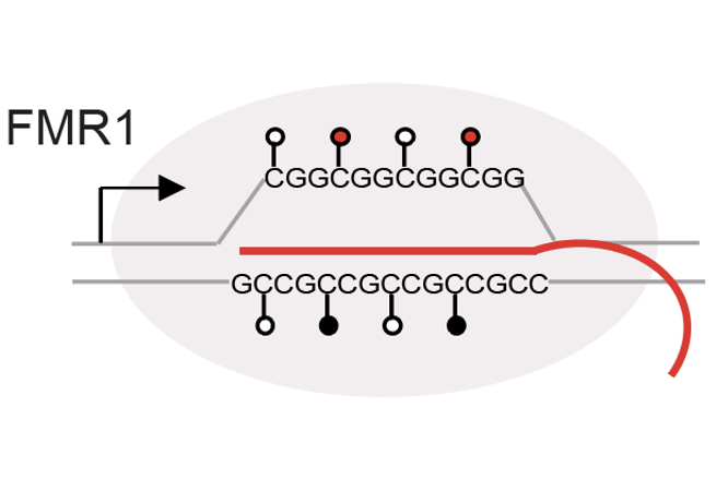 XistHarvard's tweet photo. A method of correcting the Fragile X defect: Inducing CGG repeat contraction by recruiting the cell's own repair machinery
(Hint: R-loops)

Congrats to Hun-Goo Lee  ++
And much gratitude to FRAXA and the Pierce Family Fragile X Foundations!

https://t.co/TiqZiorqQI https://t.co/0zW8dEijD3