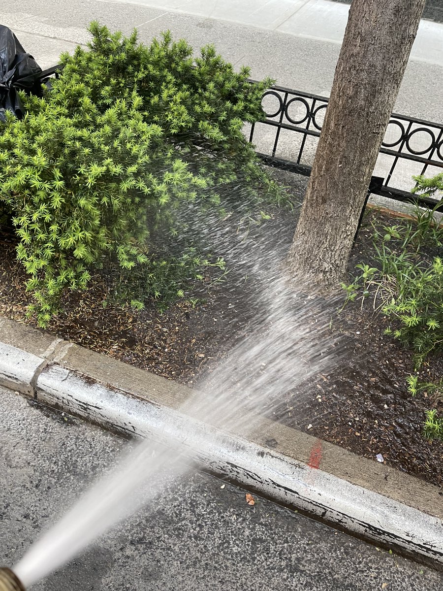 A super duper THANK YOU to <a href="/aceprogramsny/">ACE New York</a> for the emergency watering of the plants on <a href="/East86th/">East 86th St Assn</a> this week! Thanks also to <a href="/JulieMenin/">Julie Menin</a> office + <a href="/Cameron2020NY/">Cameron Koffman</a> + <a href="/afineblogger/">Andrew Fine</a> for helping facilitate!  Our new plants were stressing nearly 2 weeks with no rain. You are life savers!