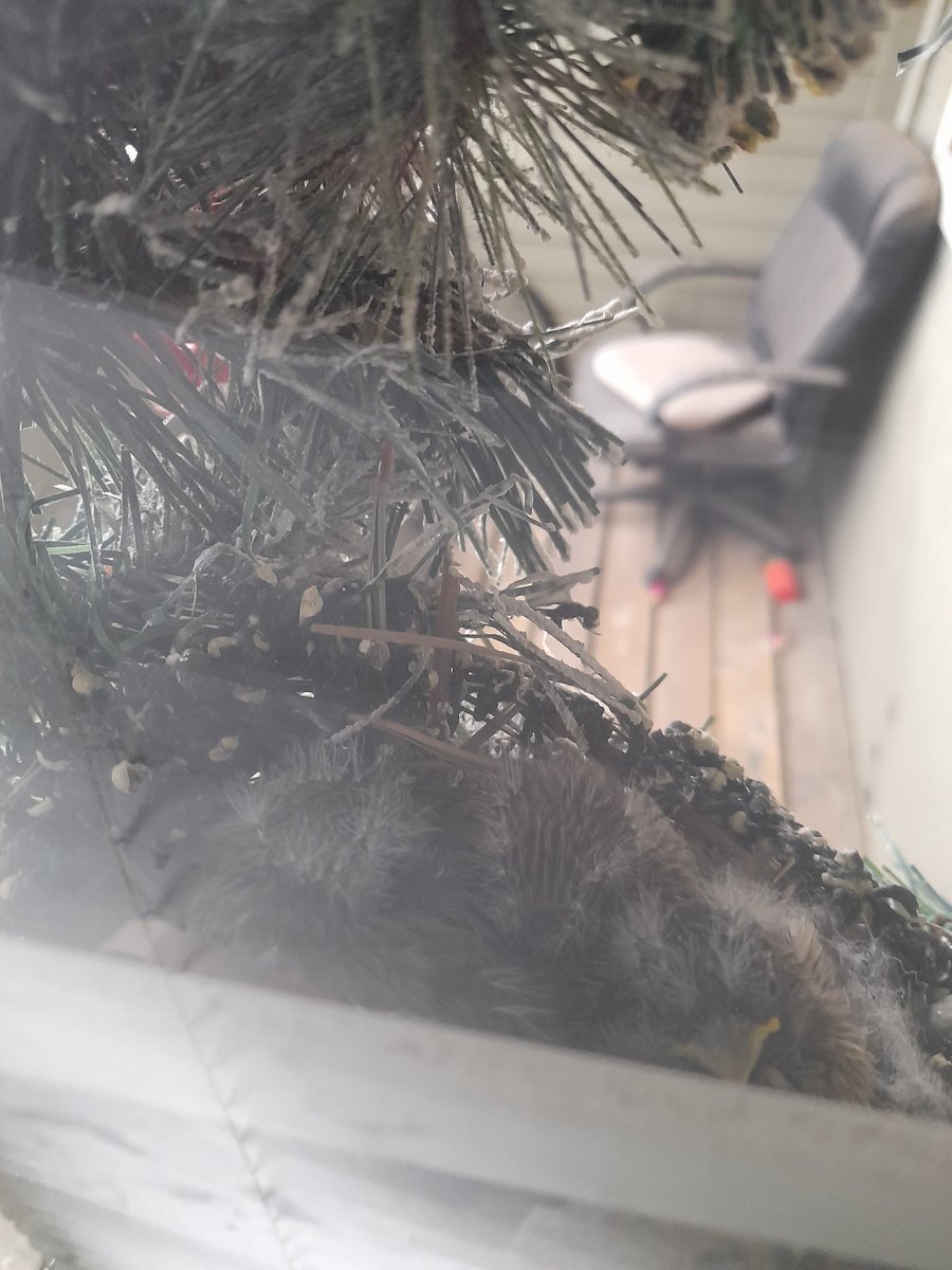 Priest_of_horus's tweet photo. @NoContextHumans A finch nest on my balcony door https://t.co/mX3DCTdDP7