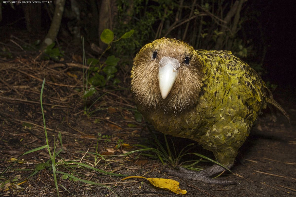 There were once ∼30,000 kākāpō on mainland New Zealand, but there are now only ∼200 on nearby islands.

High-quality reference genomes are aiding conservation breeding programs of these endangered parrots—and other species. scim.ag/2Gh #EndangeredSpeciesDay