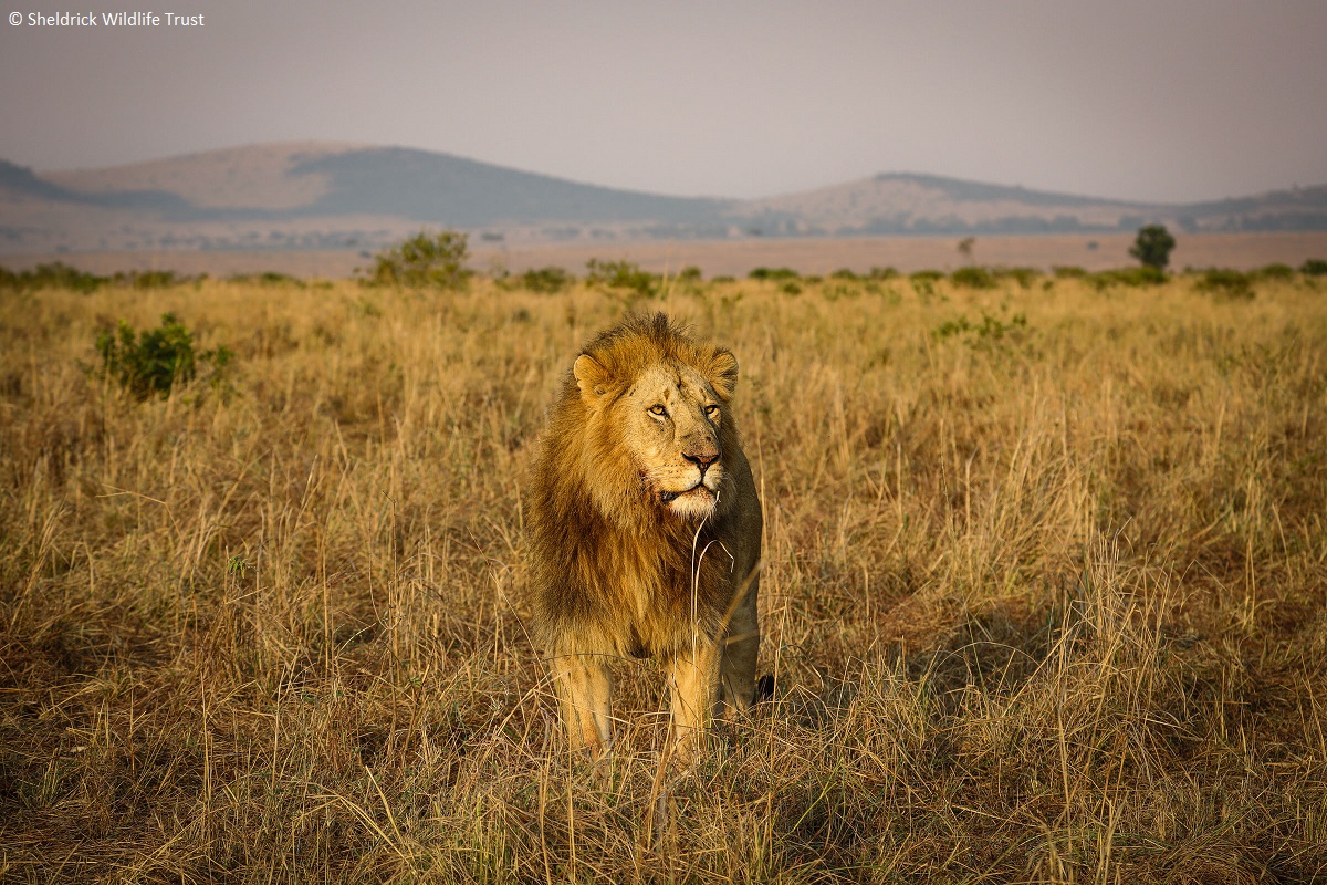 #DidYouKnow? Lions are listed as ‘vulnerable’ on the IUCN Red List, but in Kenya they are considered ‘endangered’. In fact, Kenya has a 10-year National Recovery & Action Plan aimed at sustaining & growing viable lion populations in healthy ecosystems. #EndangeredSpeciesDay