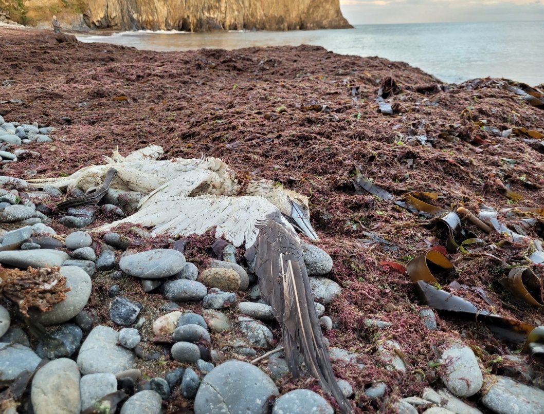 whittledaway's tweet image. Let&apos;s get something straight about the Nature Restoration Law. First, it&apos;s exactly what it says it is - it&apos;s not a Peat Rewetting Law (let me cone to that later). 

We need a new law because *biodiversity is collapsing*; the EU has concluded that existing laws are not enough...
