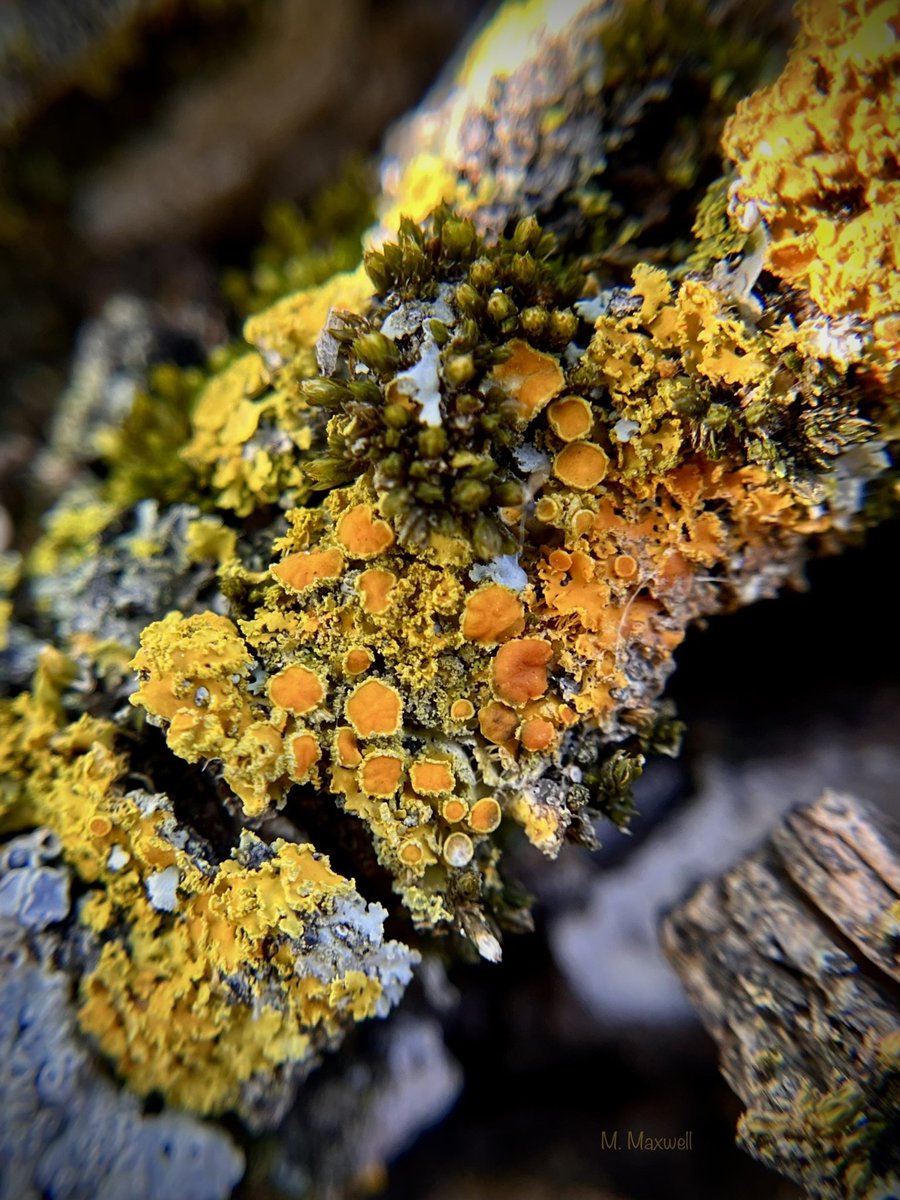 Sunny lichen. #moss #FungiFriday