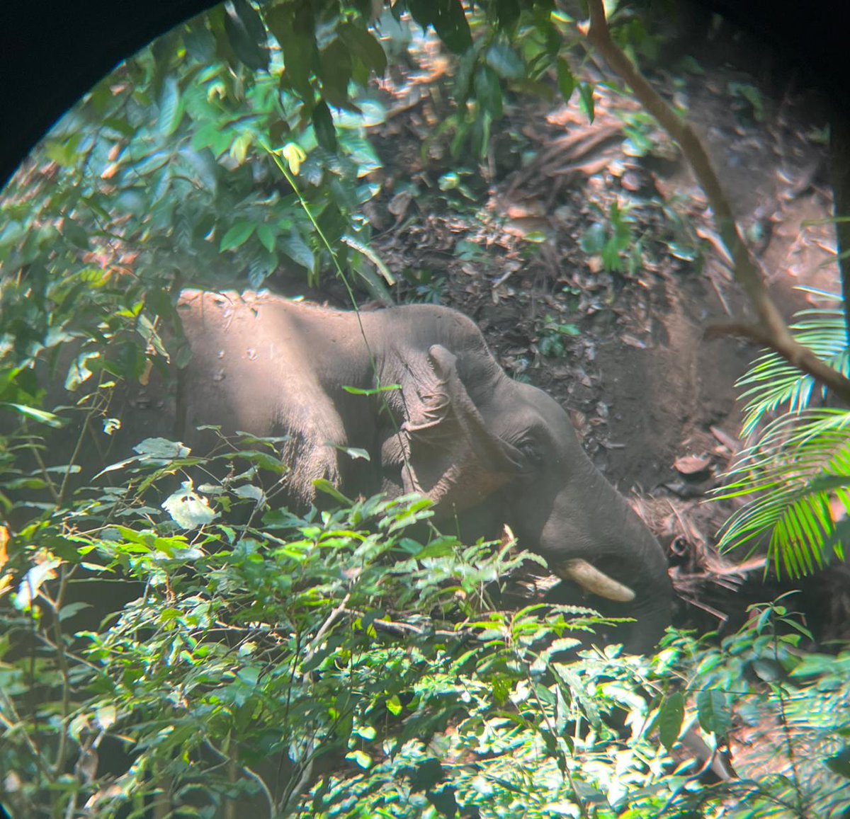 BotanicalForum's tweet photo. During Elephant Census 2023 in #Kanyakumari wildlife sanctuary. 

#BotanicalForum #Salem 

https://t.co/LUkCawn43C