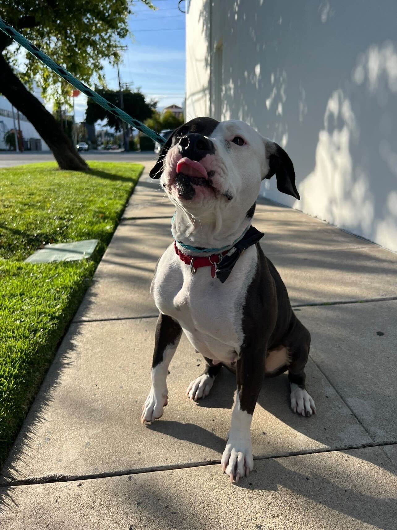 Weratedogs On Twitter Flyby Yoshi 15outof10 Wagsandwalks Found Her