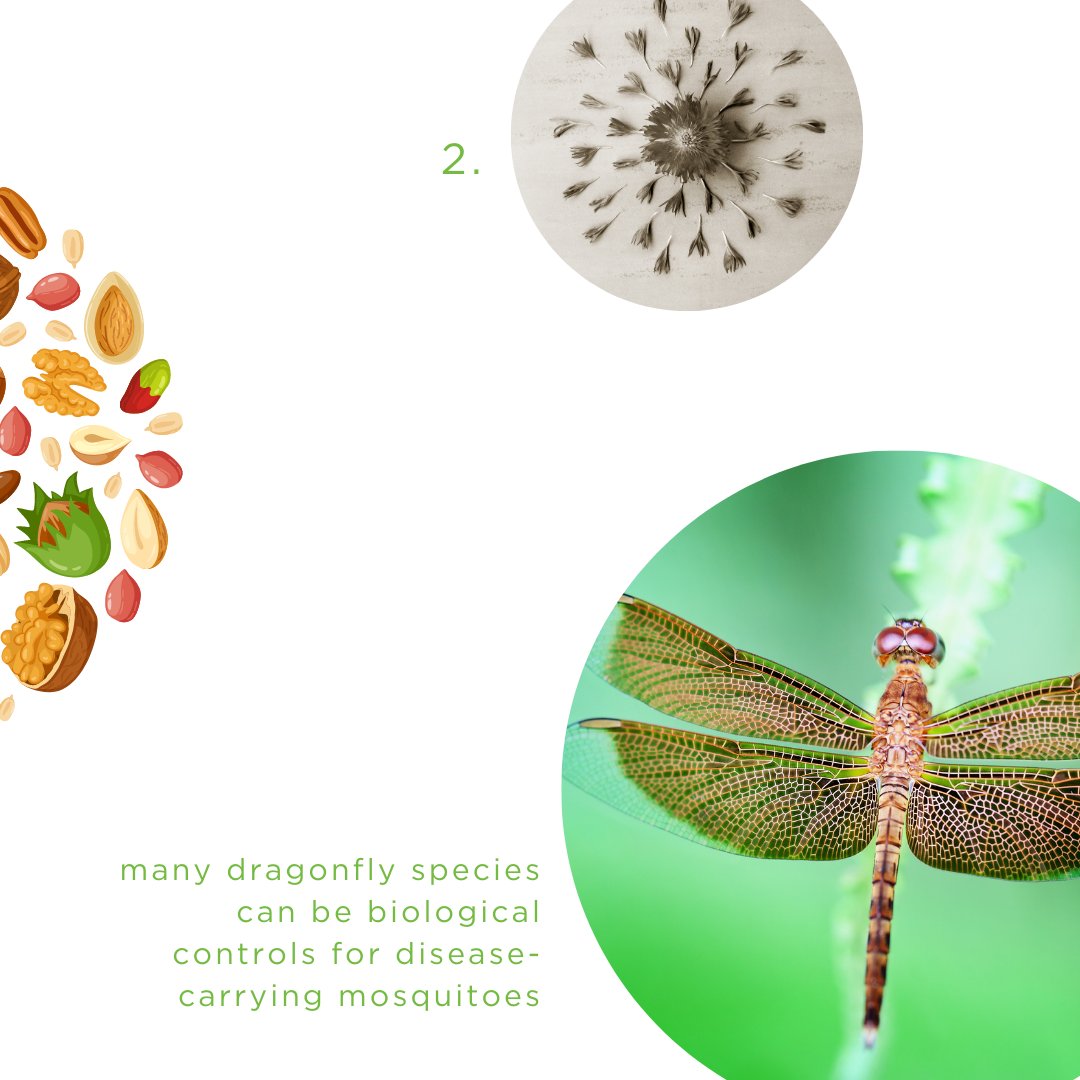 callwaynes's tweet photo. You may not love to see them, but insects are invaluable to both our ecosystem and our economy!
1. Insects comprise over 80% of terrestrial species
2. They're essential for decomposition of organic matter & removal of waste products from the environment
#CallWaynes #PestControl https://t.co/tKi5BPQwl2