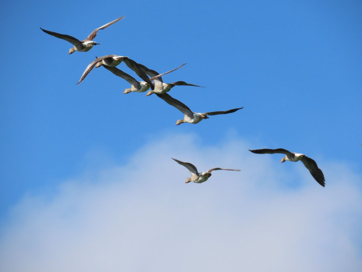LifeForestAll's tweet photo. Eseguito il primo #monitoraggio #avifauna di maggio in #Oasi @WWFitalia di #ValleAverto
Di interesse la presenza di tre coppie di averla piccola, diverse nitticore (in foto), una coppia di canapiglie e tre di moriglione (in foto)
#Natura2000 #LIFEProgramme #LIFEProject @cinea_eu https://t.co/E834lLimDa