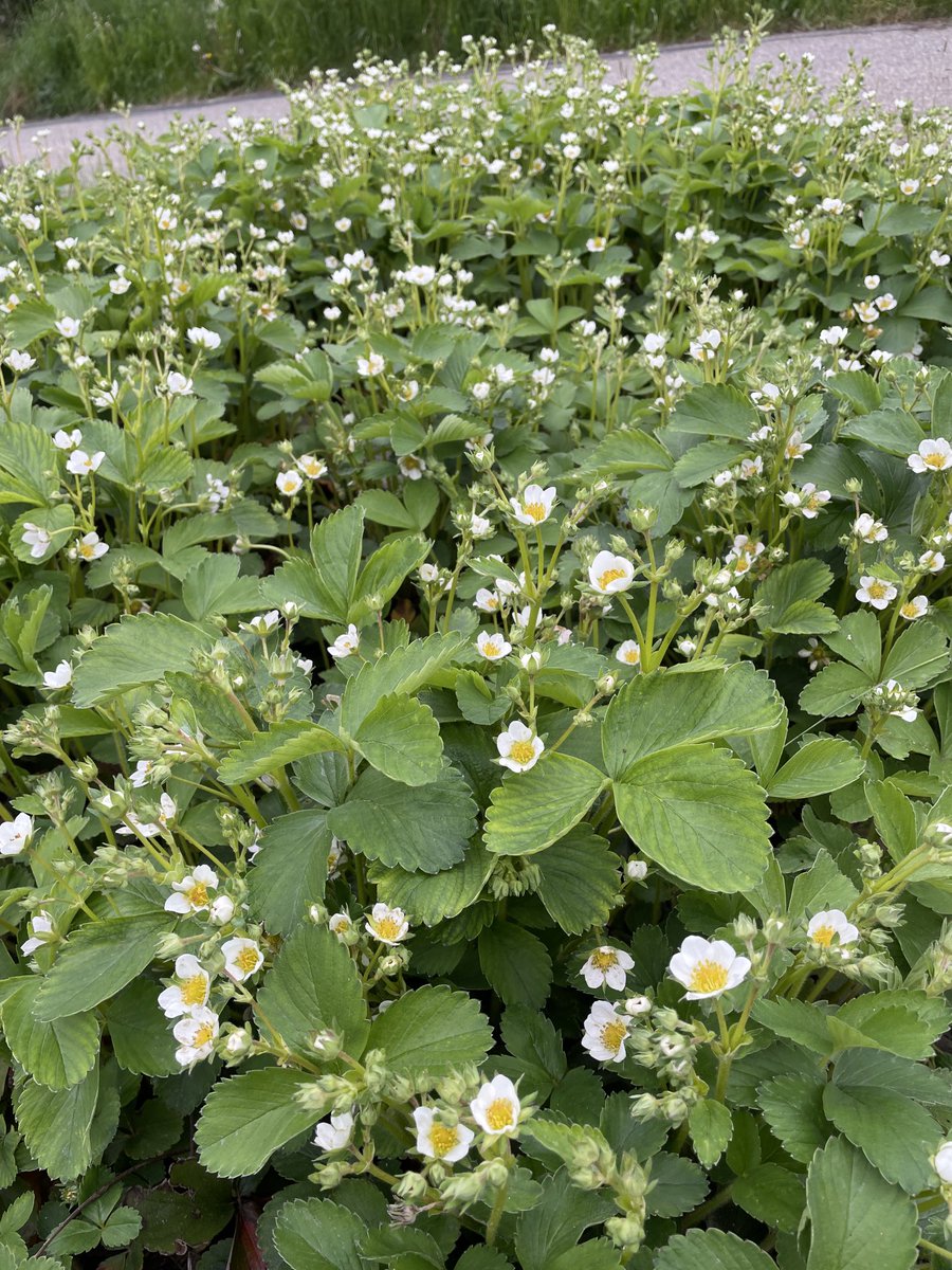 Strawberry Fields Forever.