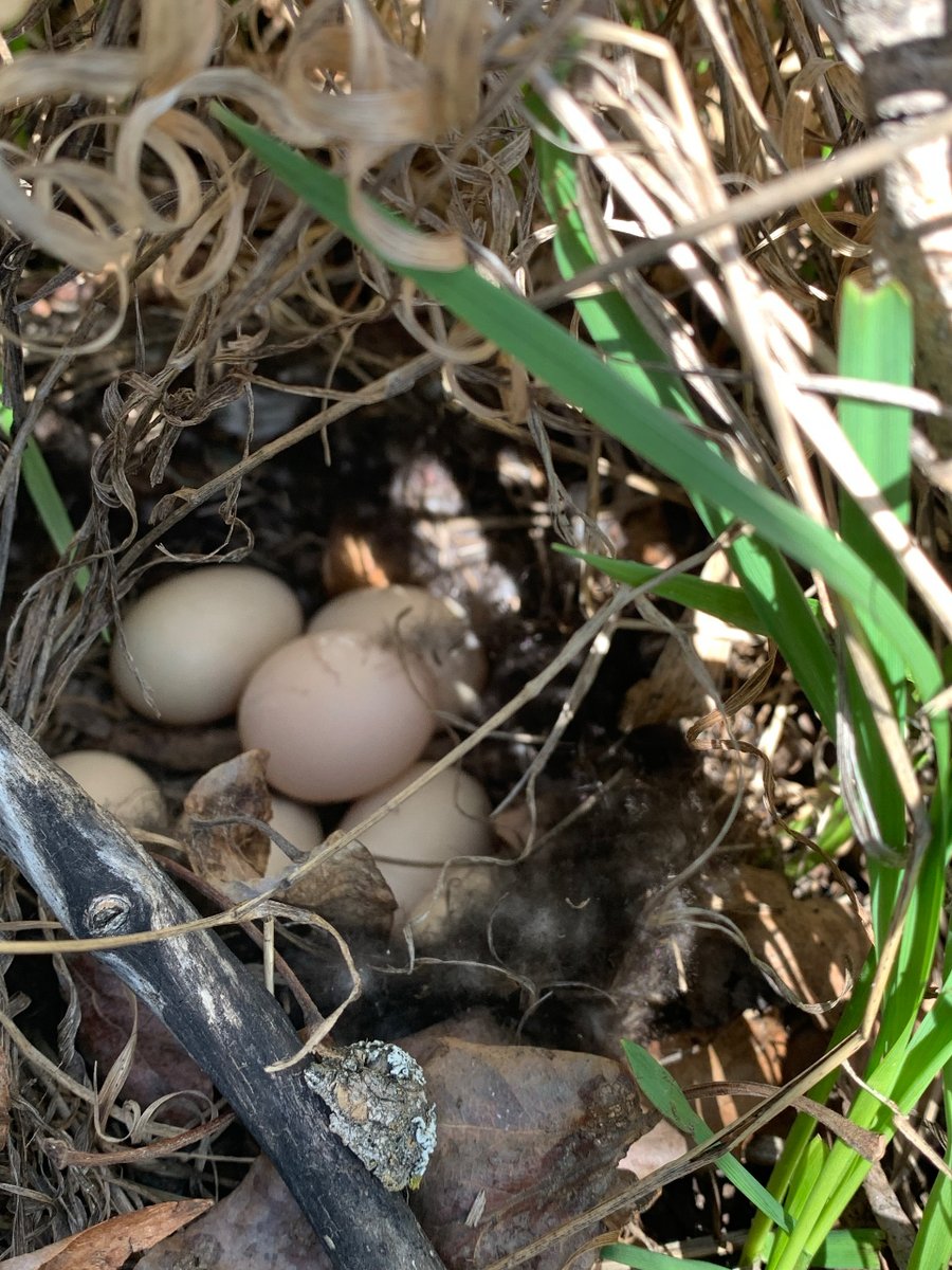 This time of year it’s almost a daily occurrence to be walking through the pasture and be startled by a duck taking flight off her nest! #nestingground #lookclosely #biodiversityforthewin #grassfedbeef