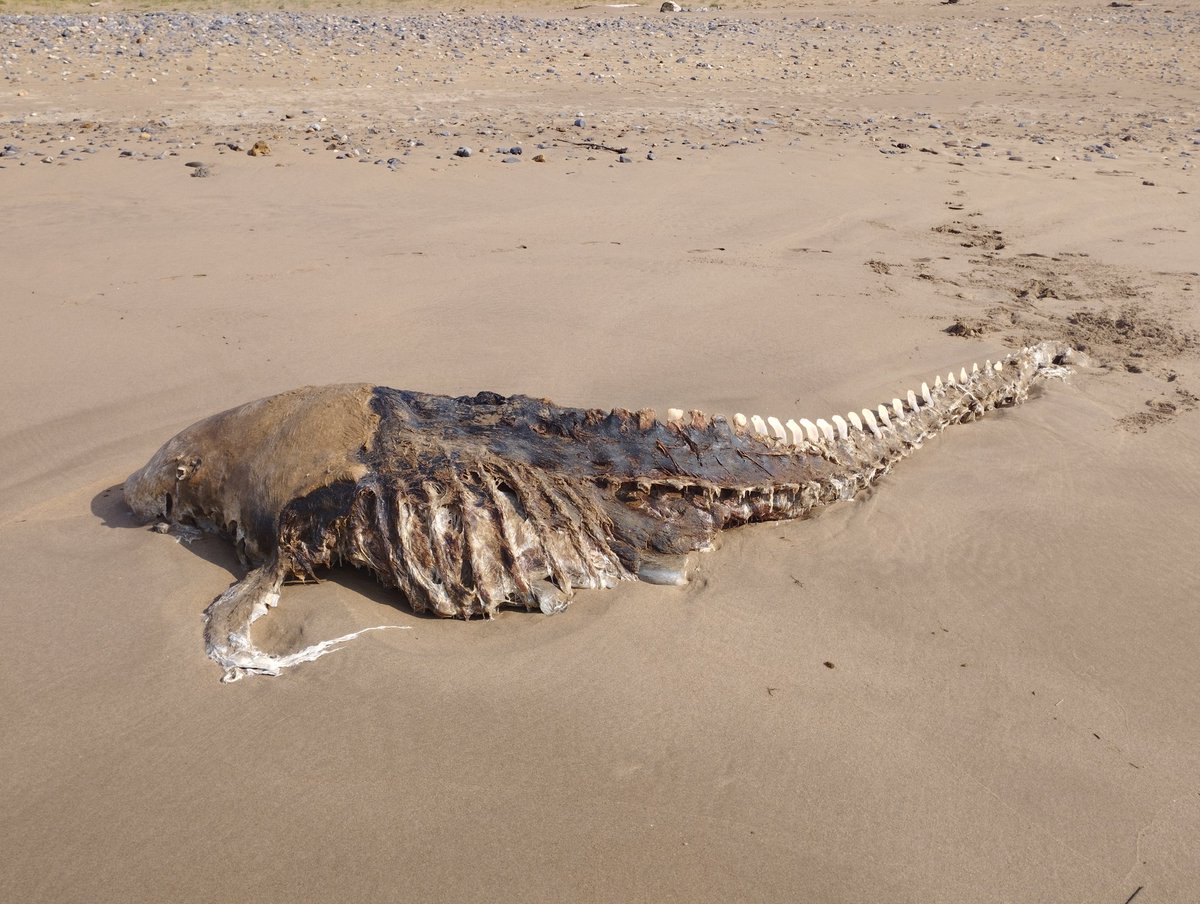 dani_chamakh's tweet photo. Apareció esto en la playa de Vega (Ribeseya). ¿Alguien sabe que puede ser? @DrBioblogo https://t.co/QFDcP6M107