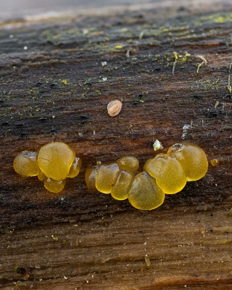 Some yellow jelly stuff for #fungifriday 🙂
🌍 Dacrymyces sp.
🇬🇧 Jellyspot
🇩🇪 Gallerttränen
🇨🇿 Kropilka
🇸🇰 Slzovec
#fungiphotos #macro #macrophotography