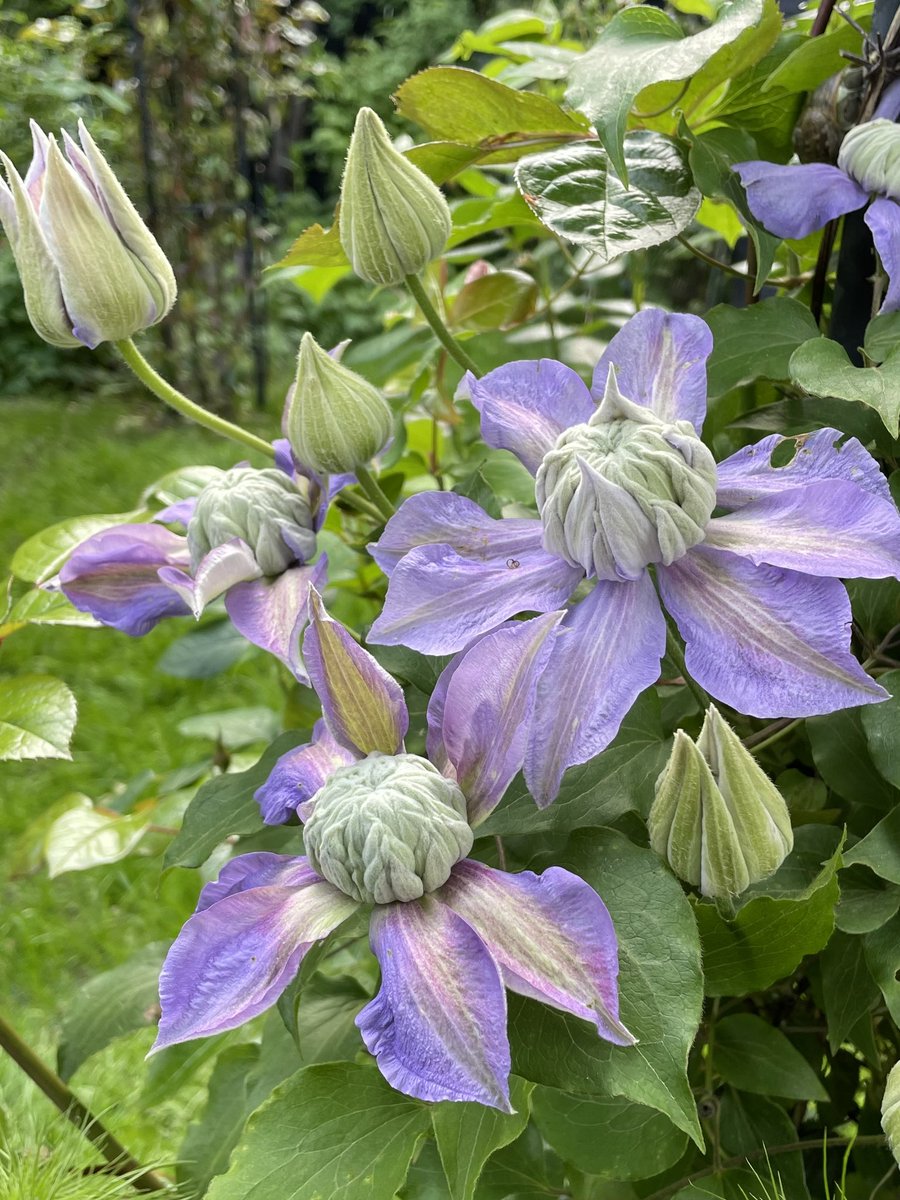 Cannot fail to be bowled over by these blousy, billowing blooms #clematis #springgarden #GardeningTwitter #flowers