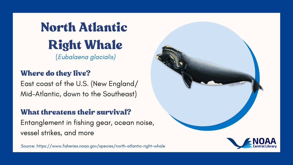 For #EndangeredSpeciesDay today, we're highlighting two more species - starting with
#NorthAtlanticRightWhales. 

Research suggests there are fewer than 350 remaining. Every time a new calf is born, our librarians do a happy dance! 

View this thread for related reading.
