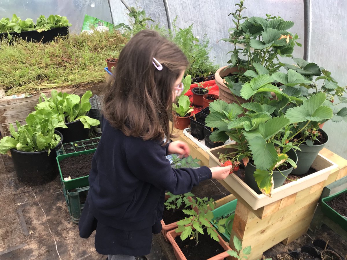Millstranded's tweet photo. Grow to Eat!🥬🍓For Healthy snack this morning Nursery enjoyed lettuce &amp; strawberries that they had planted themselves in our pollytunnel! ♻️ #growtoeat @Eco_SchoolsNI @DontRubbishNI @JillyDougan      We know where our food comes from♻️ @glpni @KinsaleComSch https://t.co/UorYlL3yMn