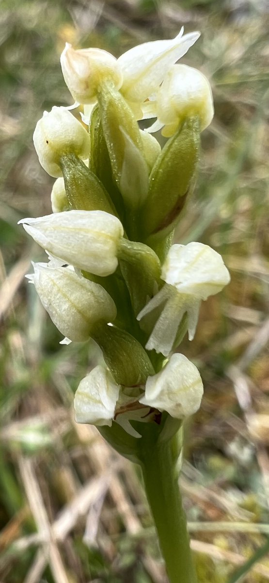 @dunnjons @BloomsburyBooks @PFDAgents @BSBIbotany @wildflower_hour @Greenwings @BurrenbeoTrust @visitBurren @BurrenEco Just enjoyed a day around the Burren. Thanks for the inspiration