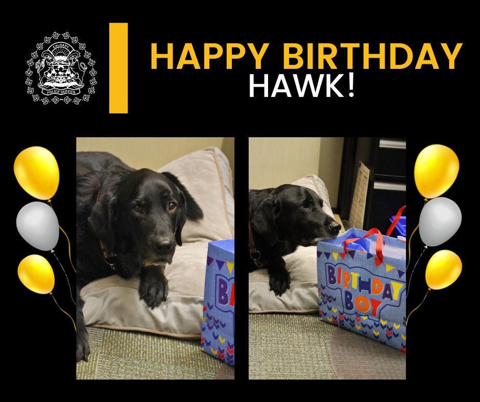 CalgaryPolice's tweet photo. 🎂 Happy 13th birthday to retired trauma therapy dog Hawk! Hawk was the first dog to join @CPSVAST. During his service, Hawk touched the lives of thousands of Calgarians &amp; paved the way for other dogs to provide emotional support to vulnerable people giving testimony in court. https://t.co/GeJDeV8pod