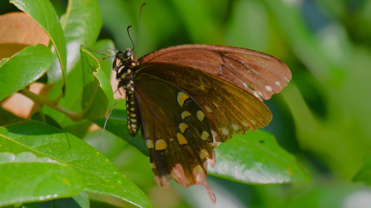 Kissimmee Wildlife on Twitter "This is a Spicebush Swallowtail 