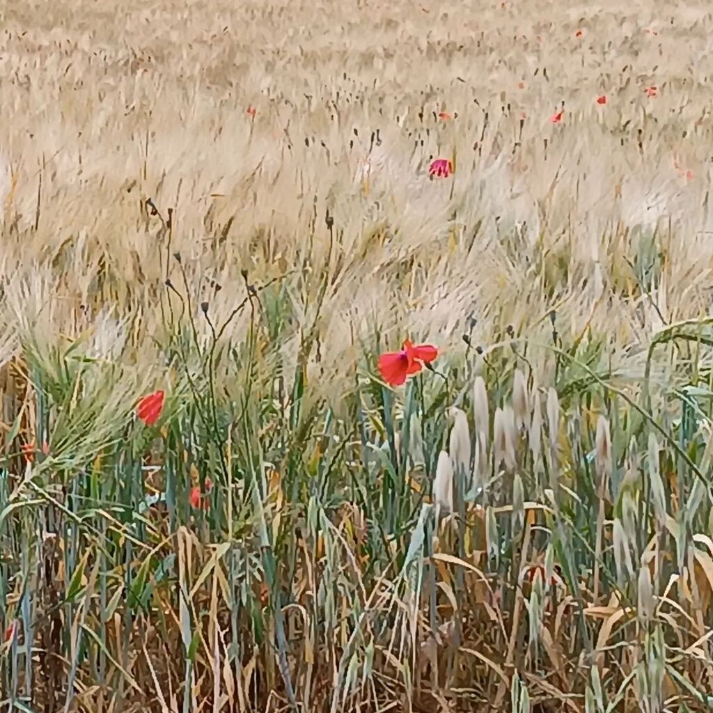 Coquelicots du jour

#coquelicots #coquelicot #puppy #ble #champ #sauvage #fleursDeschamps #fleur #flower #red #rouge #paysage instagr.am/p/CsbjtT8IOW_/