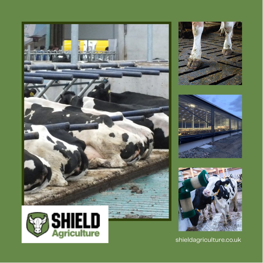 Shield_Agri's tweet photo. We have a wide range of products which ensure your cows are happy, this includes Rubber Matting, Automated Cow Brushes, Ventilation and Slurry Management. Contact us today to find out how we can help. 

#ShieldAgriculture #DiaryFarming #UKFarmers https://t.co/b6rcaaDQr5 https://t.co/QKGoPD86M6