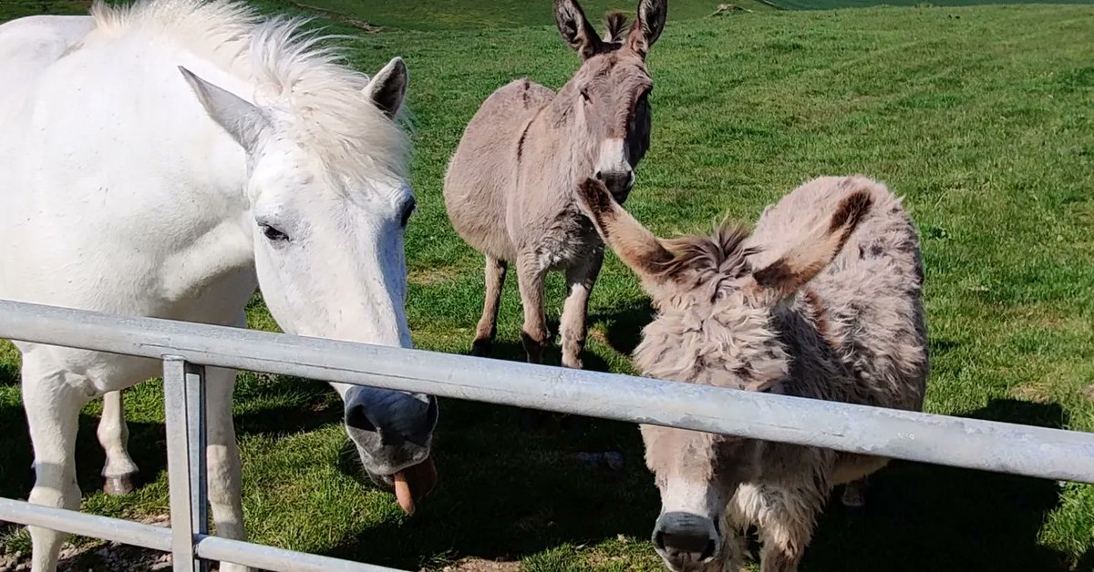 NancyCSLT's tweet image. Wow what a week! Spent 4 days on a residential trip with a group of Year 10 pupils. Come away having learnt more about them than I have in a year. Such an enabling environment that it makes you wonder why classroom therapy is the norm... Exhausted but fulfilled #mysltday