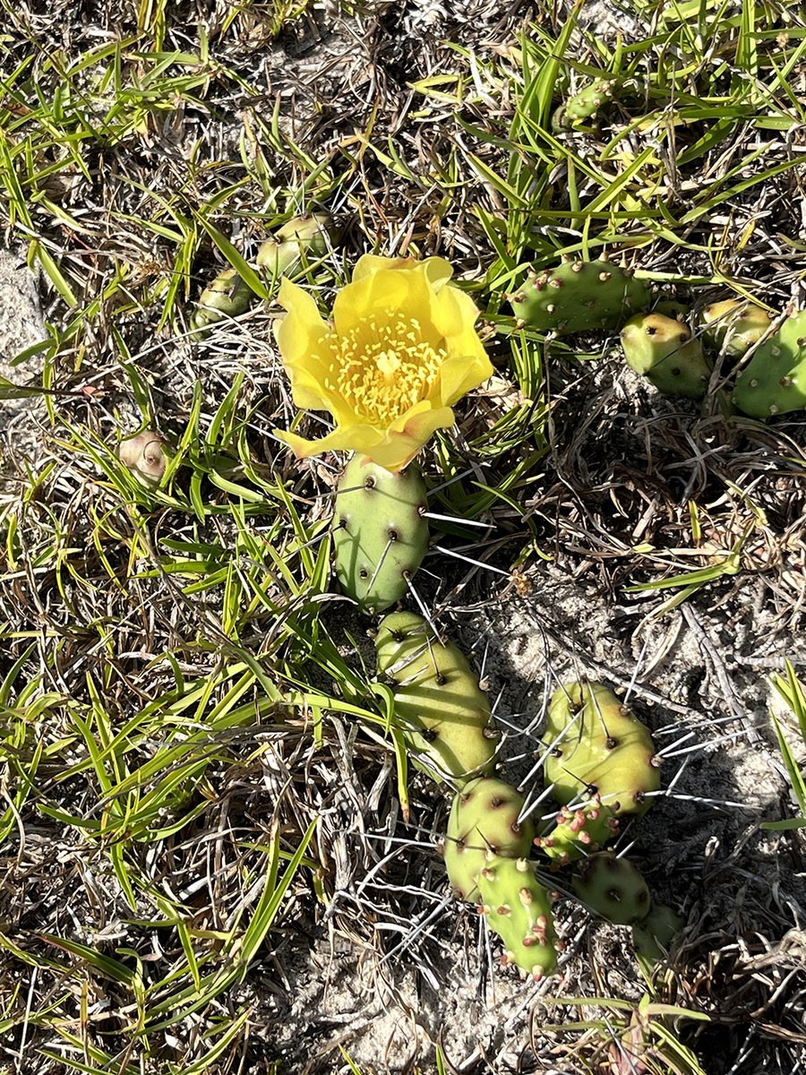 Flowering Friday - The Dune Prickly-Pear is a native coastal cactus that grows on dunes and in maritime grasslands. The bright yellow flowers are seen from April to June.  This species is a trailing or mat-forming plant with long spines on the pads.