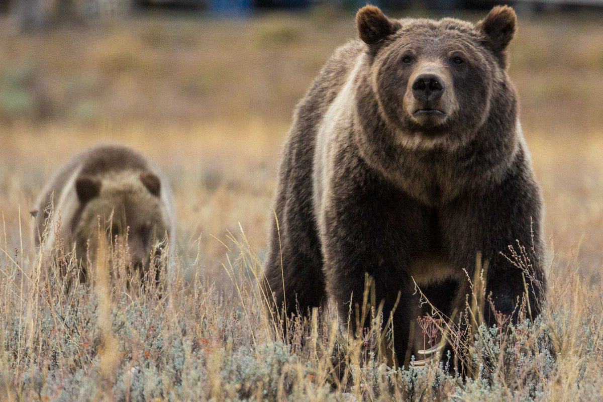 SierraClub's tweet photo. It’s #EndangeredSpeciesDay! Fifty years ago, Congress passed the #EndangeredSpeciesAct. Without it, bald eagles, grizzly bears, and humpback whales might only be memories. The ESA is one of the most successful conservation laws in U.S. history—here's to another 50 years! https://t.co/yK2QctjHaX