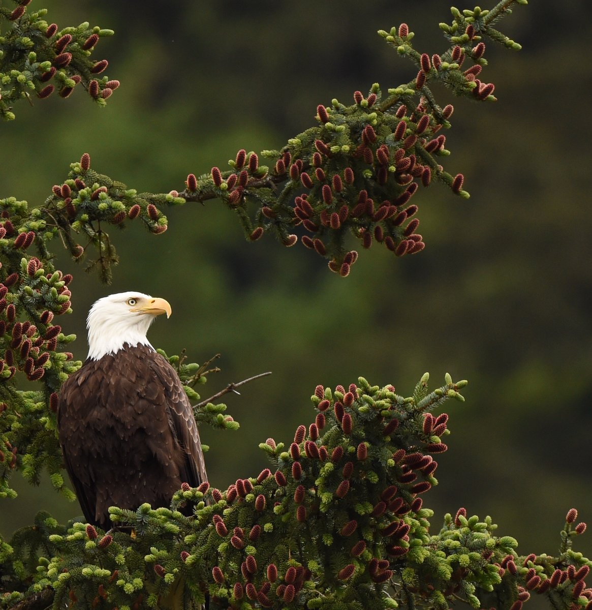 SierraClub's tweet photo. It’s #EndangeredSpeciesDay! Fifty years ago, Congress passed the #EndangeredSpeciesAct. Without it, bald eagles, grizzly bears, and humpback whales might only be memories. The ESA is one of the most successful conservation laws in U.S. history—here's to another 50 years! https://t.co/yK2QctjHaX