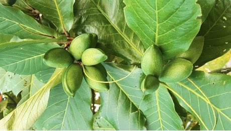 HerbalistChief's tweet photo. Indian Almond plant is one of the best plants for Sickle cell (SS) patients. It has strong antisickling effects preventing frequent crises. It lowers risk of anaemia, improve blood flow and prevents pain. 

Two tablespoonful of dried powdered leaves taken as tea does the magic. https://t.co/yyU5EQYFGS