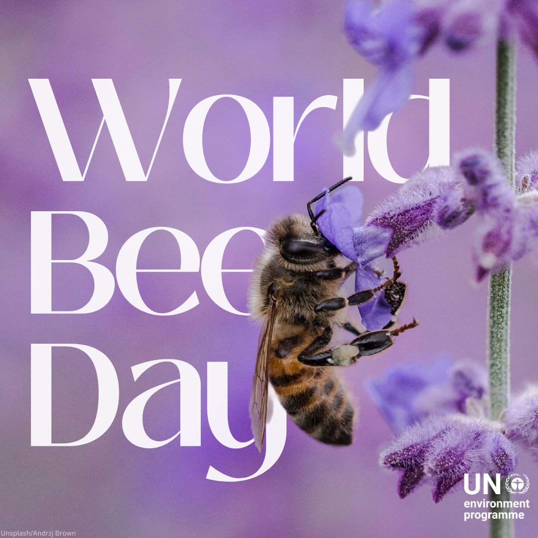 Our very survival depends on bees & other pollinators. From food security and livelihoods to biodiversity – these tiny heroes play a vital role for #ForNature & humanity. Let’s raise awareness & create some buzz on Saturday’s #WorldBeeDay. bit.ly/3IqkXAe