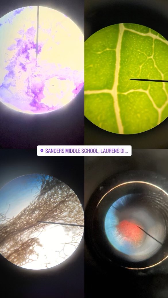 SandersMiddle55's tweet photo. Check out Ms. Etha’s students @SandersMiddle55. Just like scientists using microscopes. Even after SCPASS Ms. Etha is still engaging her students! It’s a great day to be a Yellowjacket! #RocknLearn. @LCSD55 @864Dawkins_ @loveSCschools https://t.co/isMdh7of5S