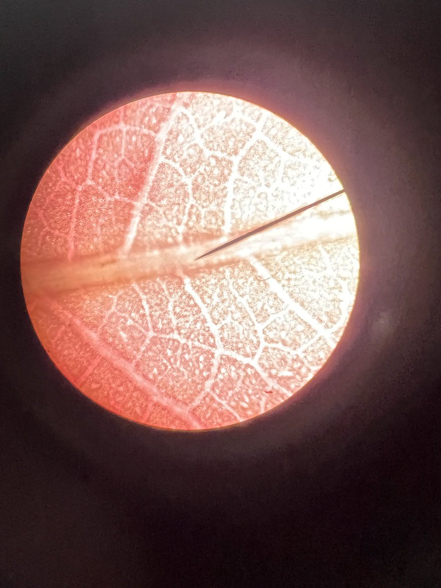 SandersMiddle55's tweet photo. Check out Ms. Etha’s students @SandersMiddle55. Just like scientists using microscopes. Even after SCPASS Ms. Etha is still engaging her students! It’s a great day to be a Yellowjacket! #RocknLearn. @LCSD55 @864Dawkins_ @loveSCschools https://t.co/isMdh7of5S
