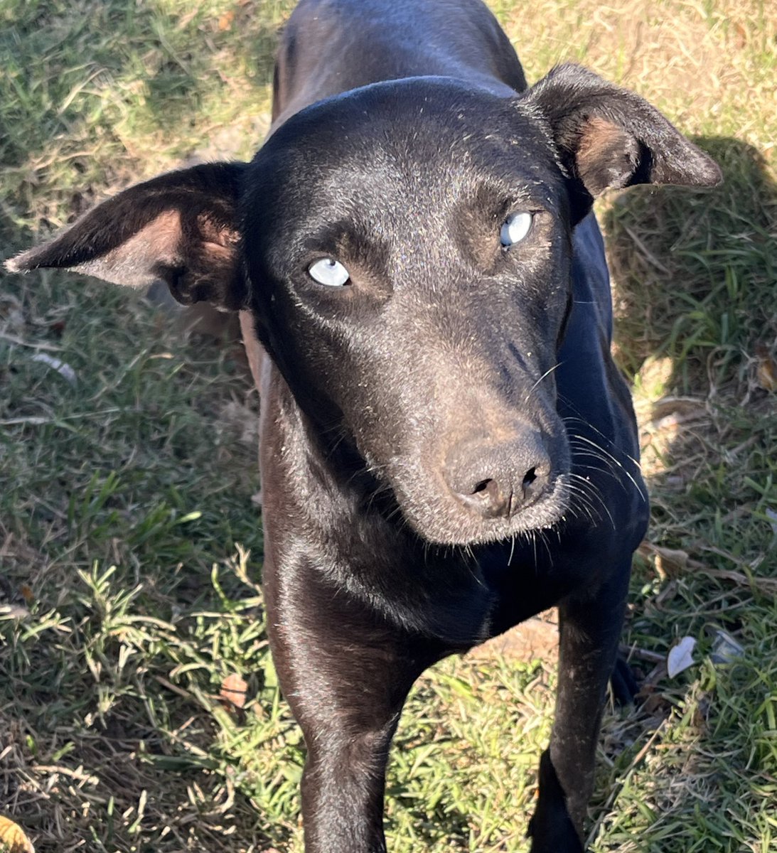 Agradecemos enormente todos los lindos mensajes que nos están llegando. Es hermoso recibir tanto apoyo. En la vida hay que hacer lo que nos apasiona y en cada caso sentimos un apoyo especial por parte de todos ustedes.
Equipo de Adopciones Tarariras y Negrita 🖤