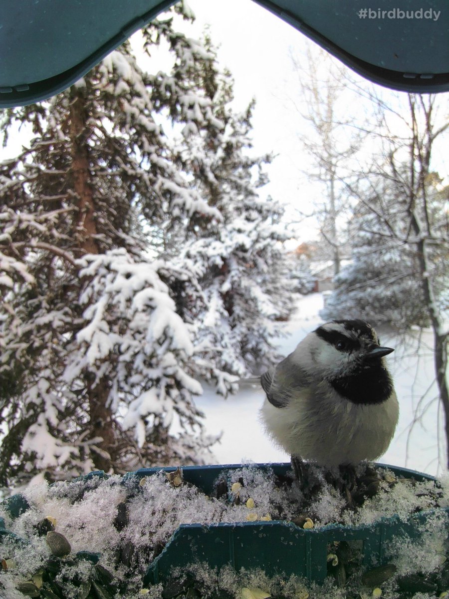 They may be tiny, but mountain chickadees still brave the cold mountain forests with their fluffy feathers and energetic spirit. 🐦❄️ #BirdFacts