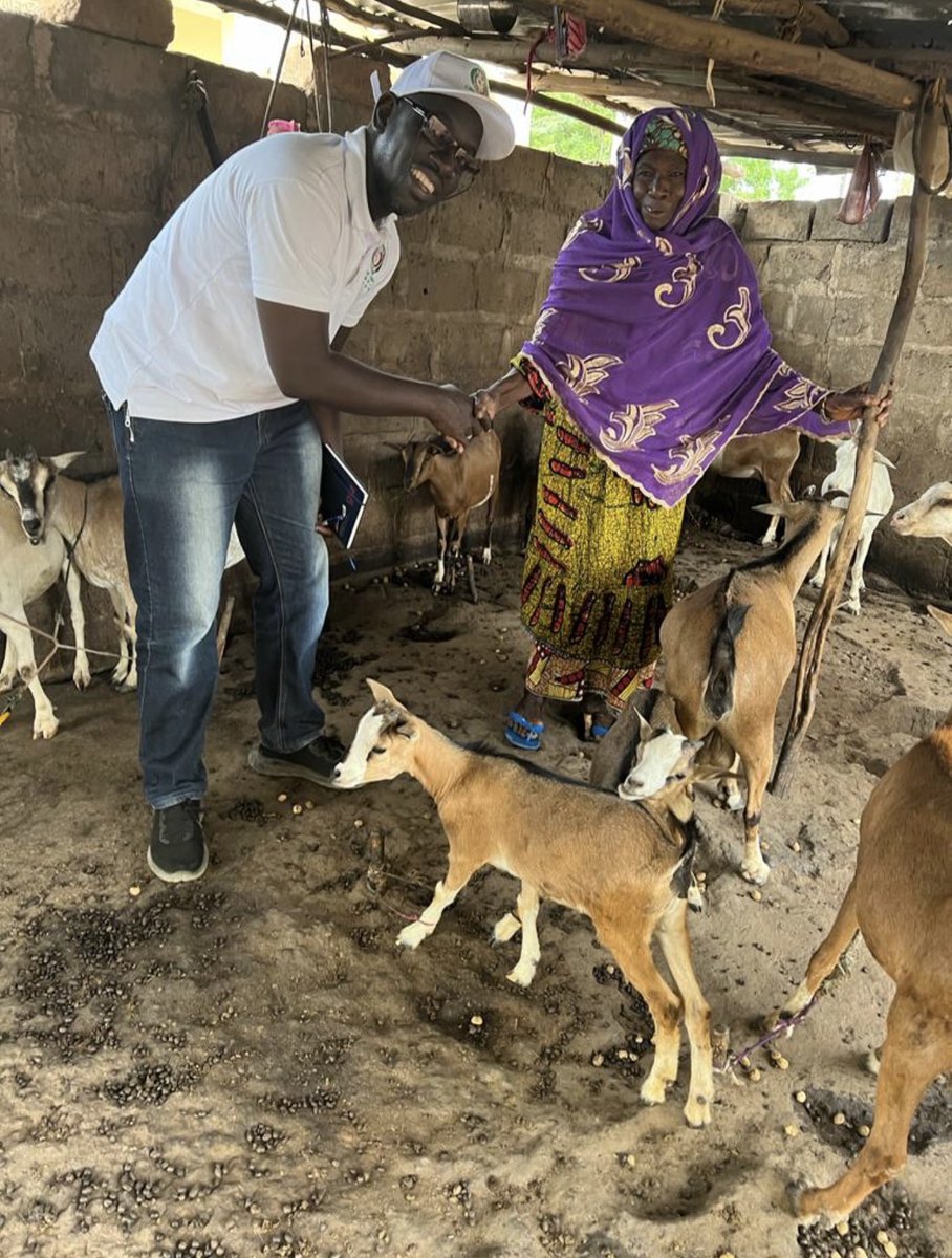 An over 70 years old woman insisted her 40 goats gets vaccinated against PPR in Dampha  Kunda village, The Gambia. The Director Veterinary Services personally led the team to vaccinate the goats 👏🏽👏🏽👏🏽 @DDCBurkinaFaso @ecowas_cedeao @ARAA_CEDEAO @ecowas_agric @AbdouKolley