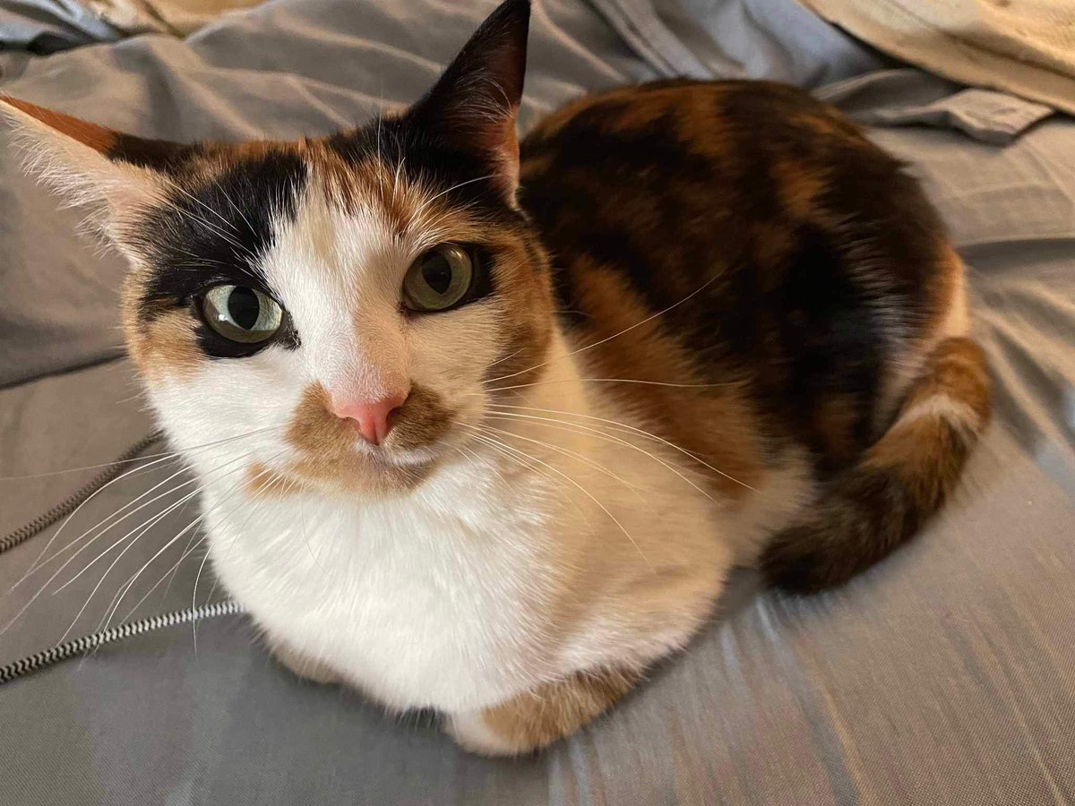 StarCatBooks's tweet image. 1/2 Poem for our star cats, from Lowen_is_baby.

My name Willow
This house's queen
With cashmere fur
And eyes of green
You think I'm shy
And you'd be right
Do like to hide
Up out of sight
But when it just
My mom at home
It do become
The THUNDERDOME
...maybe slight
Exaggeration