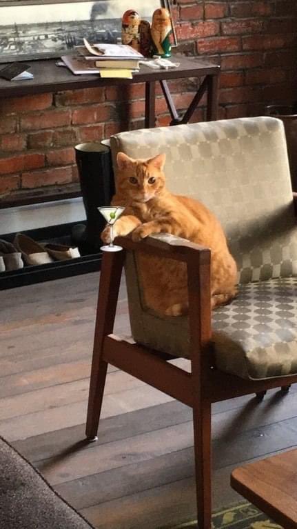 GLHancock's tweet image. Chester enjoying a #niptini at the #Nipclub last night (he thinks). #CatsOfTwitter