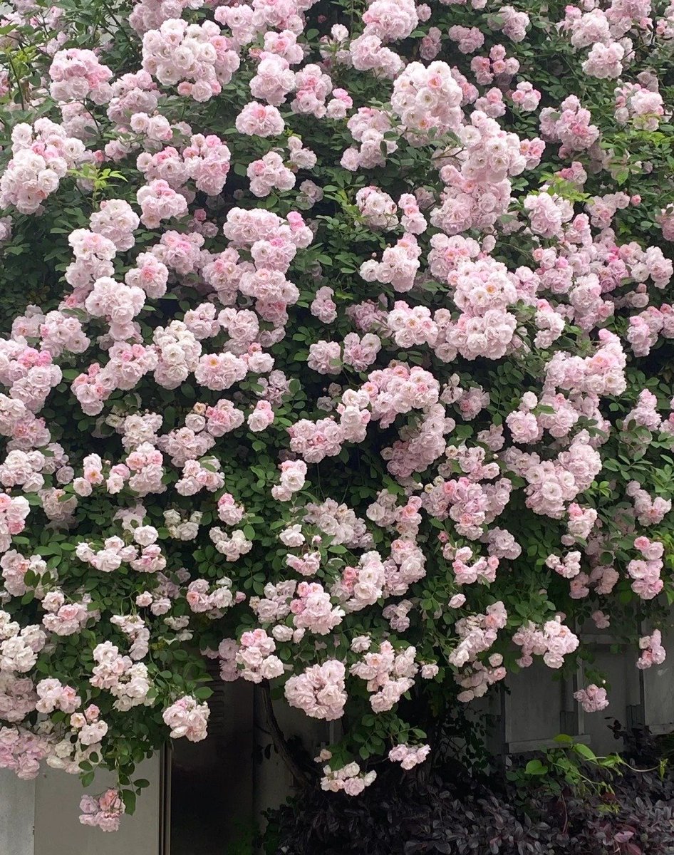 artindetails's tweet photo. to be surrounded by flowers 🌸 https://t.co/7rgyE6tylS