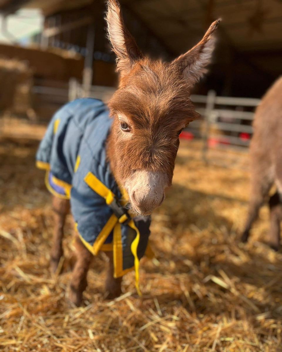 Please retweet to help find a stolen baby donkey called Moon #UK 
There is now a REWARD of £10,000 🌟🌟🌟🌟🌟

She was taken from a field on Monday 16 May from #HOOK #HAMPSHIRE but could be anywhere in the UK or Ireland now.  PLEASE SHARE 
    
DETAILS👇
facebook.com/millersark