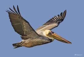 TheFalconStorm's tweet photo. @hankgreen This is how I found out, but I’m leaving for the Galapagos soon and will send pics of the brown pelicans there. For now, here’s one from the tour company https://t.co/HzkOaW4fKu