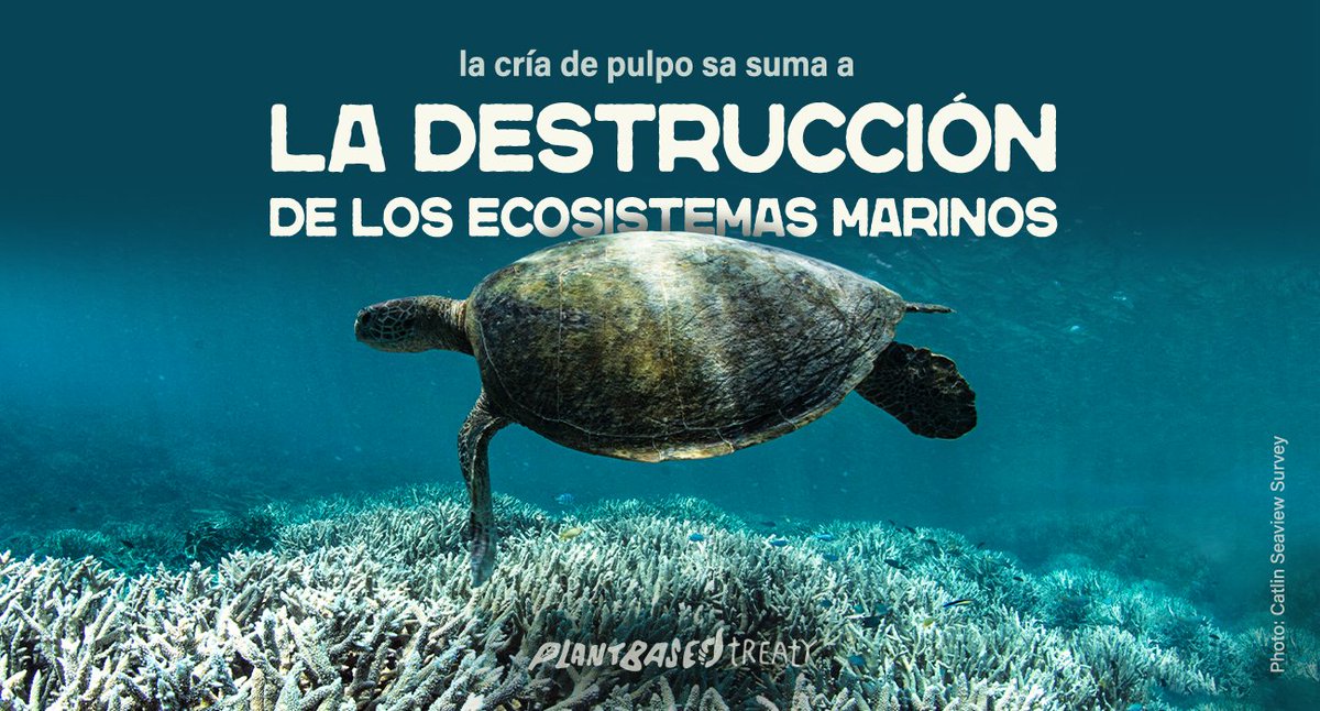 CoimbraSave's tweet photo. La @wwf afirma que cuando se sacan demasiados peces del océano se crea un desequilibrio que puede erosionar la red alimentaria y conducir a la pérdida de otra vida marina importante, incluidas especies vulnerables como las tortugas marinas y los corales.
https://t.co/j7638IEPE7