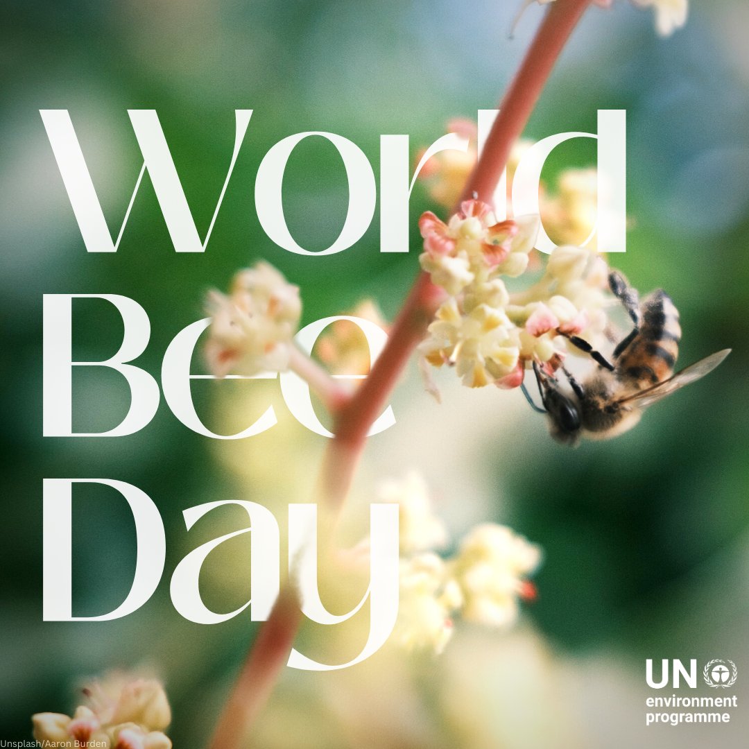 UNEP's tweet image. Happy #WorldBeeDay!

Here is what you can do to help #SaveTheBees!

🐝Plant pollinator-friendly plants in your garden, terrace or balcony
🐝Avoid using pesticides
🐝Raise awareness about their importance #ForNature
🐝Support organic farming &amp;amp; local produce
bit.ly/3IqkXAe