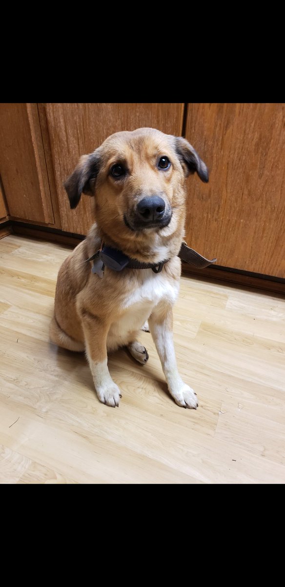 Did I ever show you guys the first photo I saw of Ruthie that they sent me? Only one year old and two hundred dollars on Craigslist