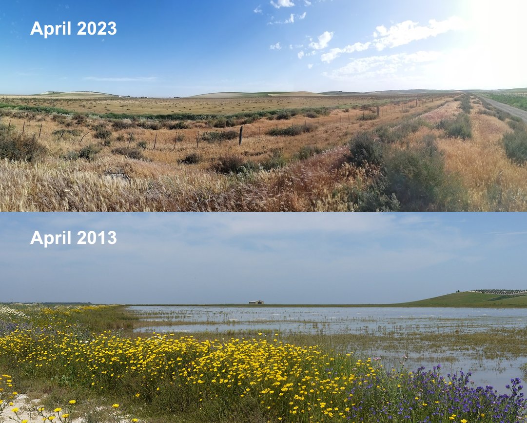 What a difference a wet winter/spring makes!  Photos of the Marismas de Trebujena from the same location a decade apart.