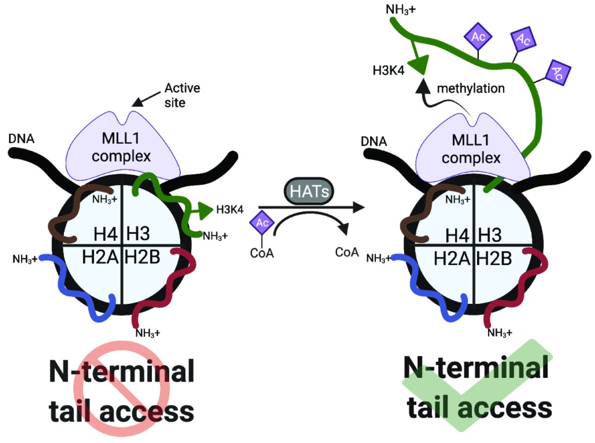 We are proud to announce the publication of the cis-acting proteoform-based mechanism that links Histone H3 acetylation and H3K4me3. Proteoform mechanisims are crucial to gene transcription! #proteoforms #proteomics #epigenetics #chromatin #transcription
doi.org/10.7554/eLife.…