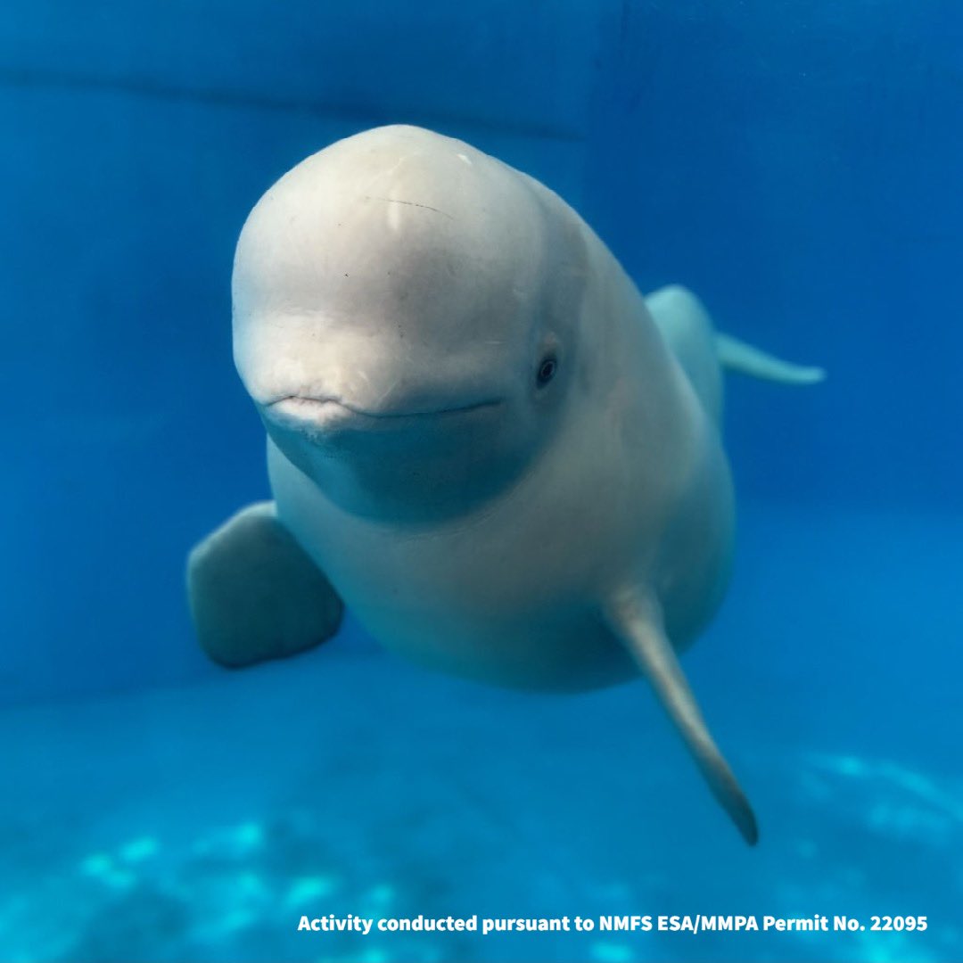 SeaWorld on Twitter "This Endangered Species Day, it’s important to