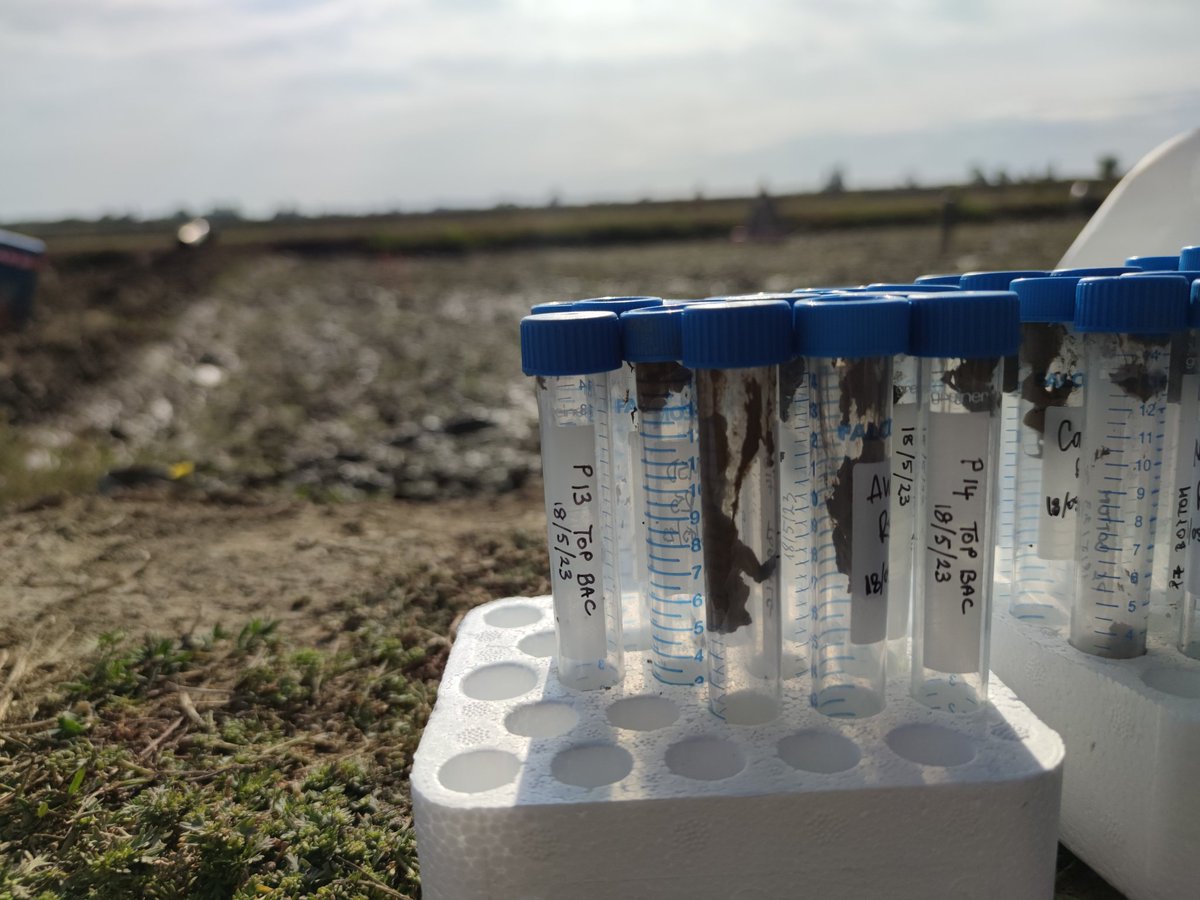 NPerezMendez's tweet photo. As part of CERESTRES project @Cerestrs1, we sampled yesterday soils of our experimental plots to characterize the communities of diatoms, nematodes and microorganisms with @RosaTrobajo, @MaiteMartinez10 &amp; M. Viñas . Next week is the turn for macroinvertebrate &amp; vertebrate surveys https://t.co/Hi5qFjr58o