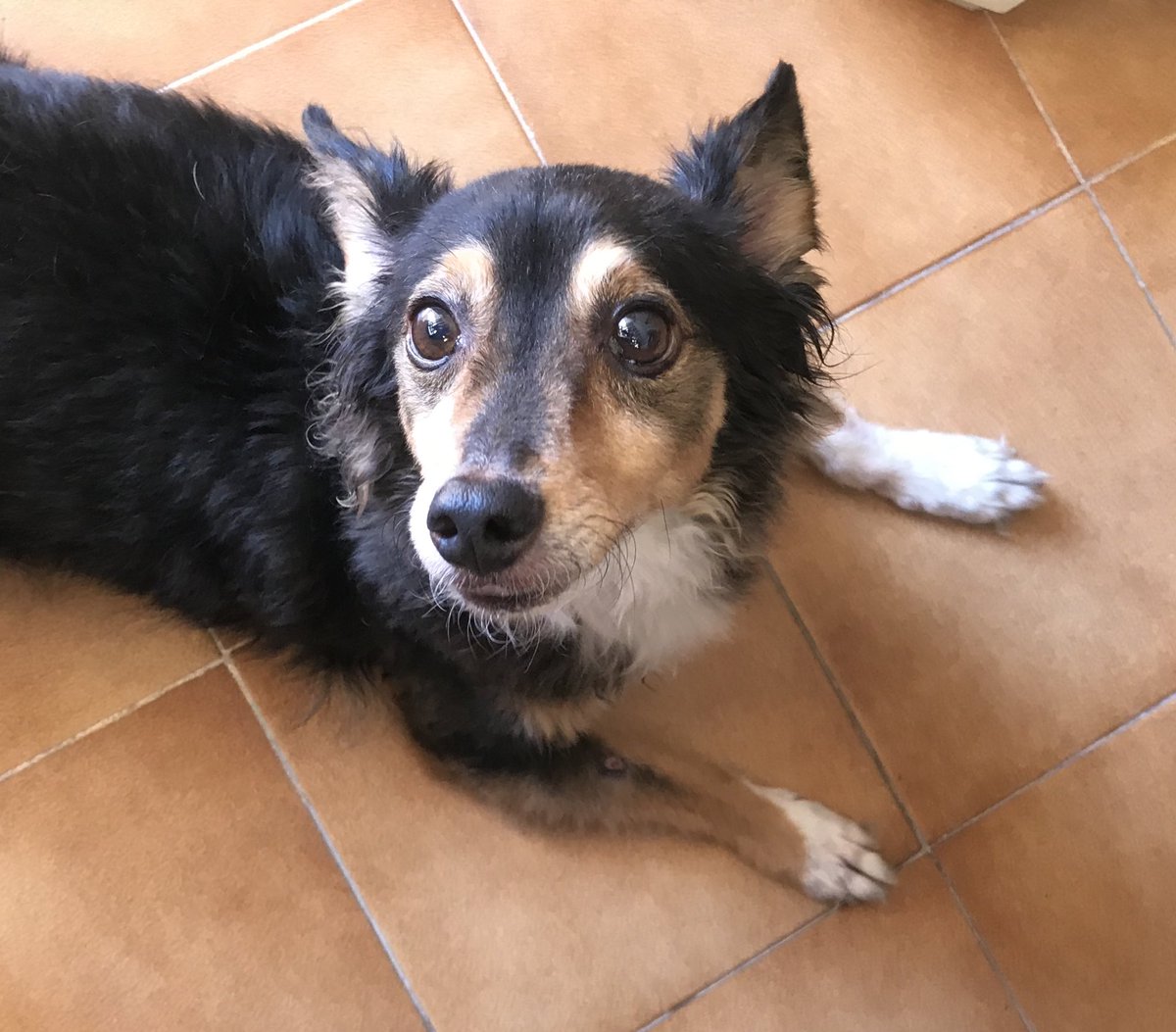 HireneDeesa's tweet image. Una foto de tu mascota y una de cómo se llama al lado.
🥺🥺❤️🌮