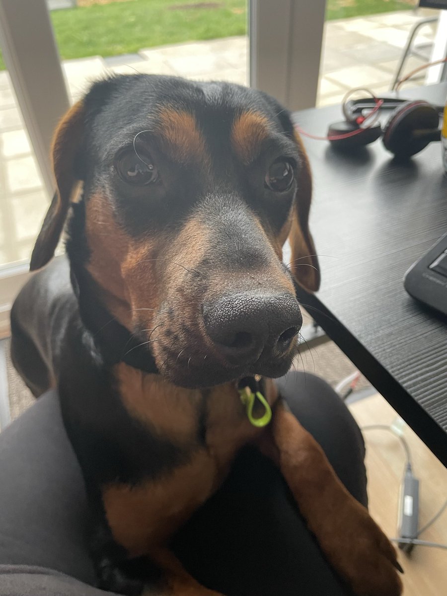 nsaxty76's tweet photo. @charliersmith1 Tyson says Hi 🐶 https://t.co/uS8dA2Hlxb