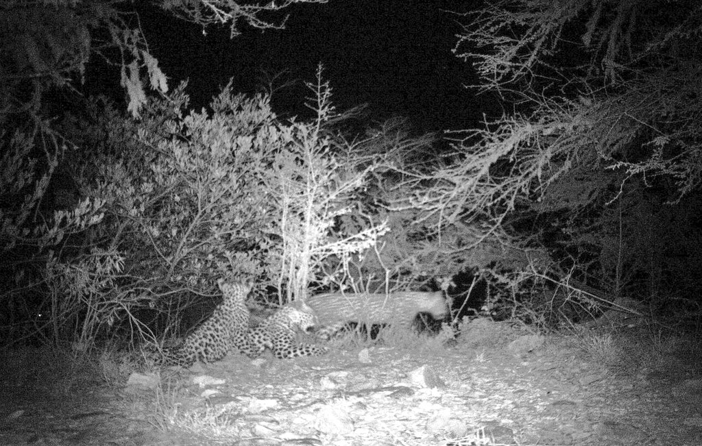 In honor of #EndangeredSpeciesDay , I'd like to share w you these photos of a female #Arabian_leopard & her 9-10 months old twin cubs that my camera trap took 10 years ago in  Dhofar Mountains. 
I hope to see this CR subsp thriving throughout Arabia one day.