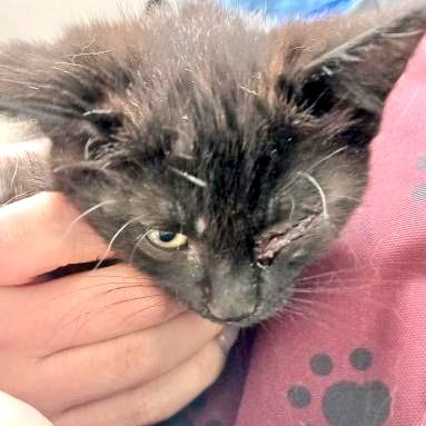 This kitten that was reportedly thrown out of a car on EB #Hwy403/Waterdown around 10:45am this morning? Anyone with info call #BurlingtonOPP 905-681-2511.
Kitten is at a veterinarian being  treated right now. ^ks